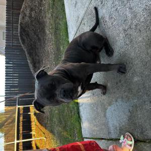 Found Dog Unknown