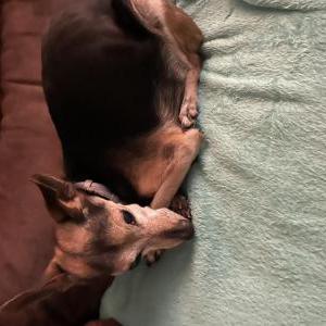 Lost Dog Bailey