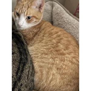 Lost Cat Garfield