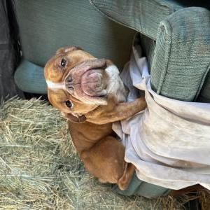 Found Dog Unknown