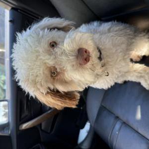 Lost Dog Snoopy