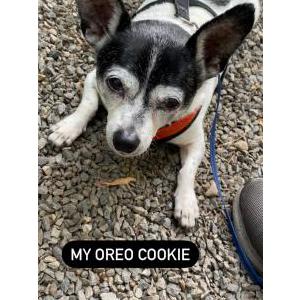 Lost Dog Oreo