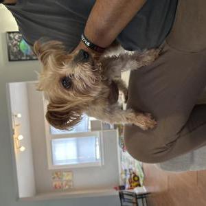 Found Dog Unknown