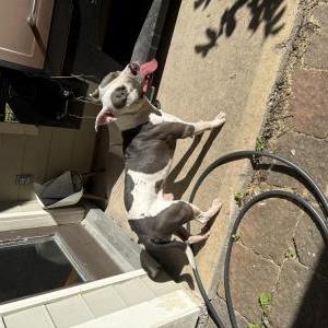 Found Dog Unknown