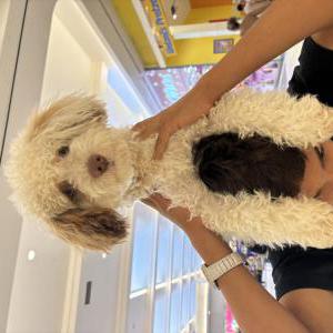 Lost Dog Snoopy