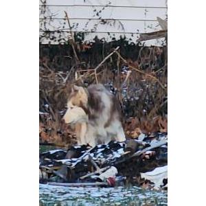 Image of Unknown, Found Dog