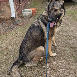 Image of unknown, Found Dog