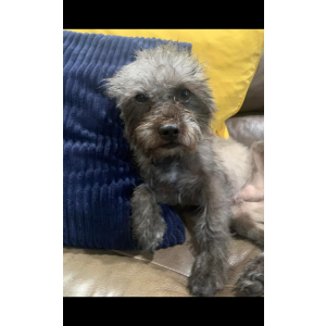 Image of Splinter, Lost Dog