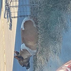 Lost Dog Mama