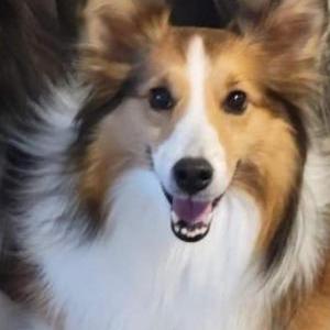 Image of Ella, Lost Dog