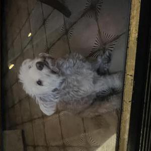 Lost Dog Tosh