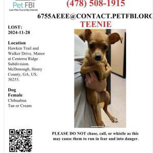Lost Dog Teenie