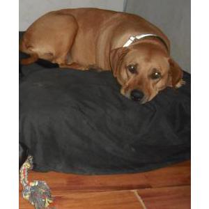 Image of Kaya, Lost Dog