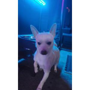 Lost Dog Buddie