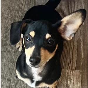 Lost Dog Shadow