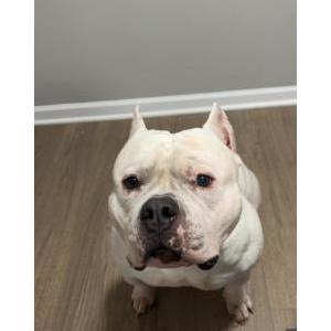 Lost Dog Apollo
