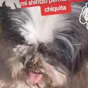 Lost Dog Chiquita