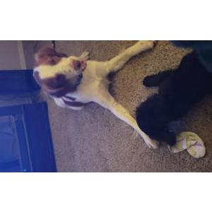 Lost Dog Copper