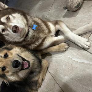 Lost Dog Leo & Gunner