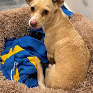 Found Dog Bella
