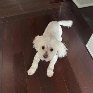 Image of Bisou, Lost Dog