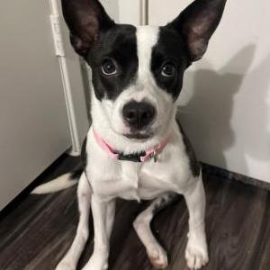 Found Dog unknown