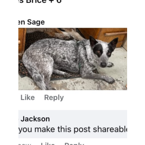 Lost Dog Connie