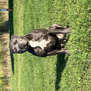 Lost Dog Bleu