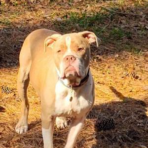 Lost Dog LeviStrauss