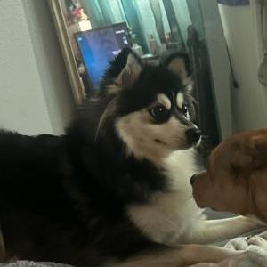Found Dog Unknown
