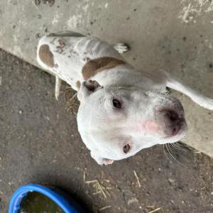 Found Dog Unknown