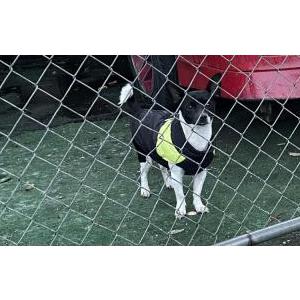 Found Dog Unknown