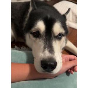 Lost Dog Togo