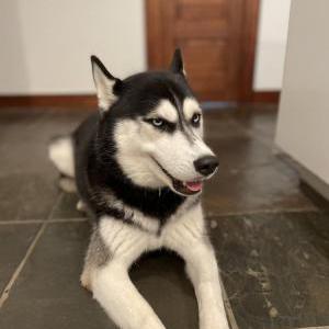 Lost Dog Alaska