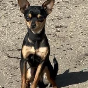 Image of Max, Lost Dog
