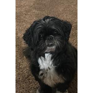 Lost Dog Jare