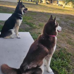 2nd Image of Lucky, Lost Dog