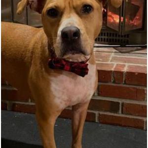 Lost Dog Chucky