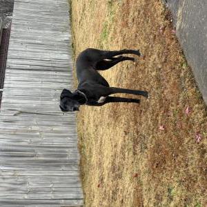Image of Unknown, Found Dog