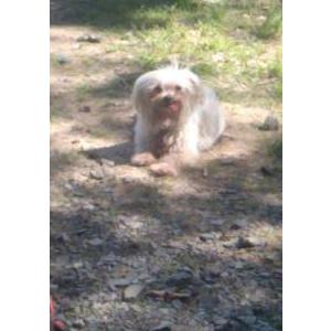 Image of Coco, Lost Dog