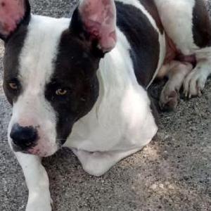 Lost Dog Chico