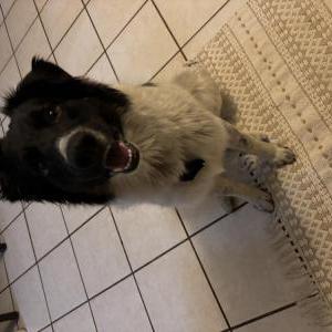 Image of Unknown, Found Dog