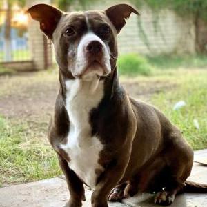 Lost Dog Bean