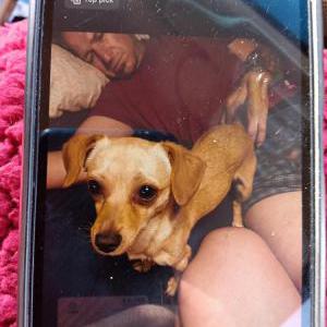 Lost Dog Puppers