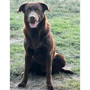 Lost Dog Bruce