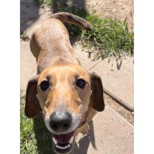 Lost Dog Lilith