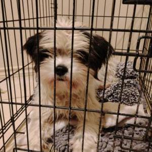 Found Dog Unknown