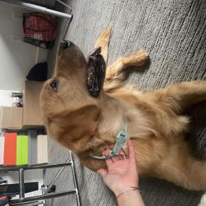 Found Dog Unknown