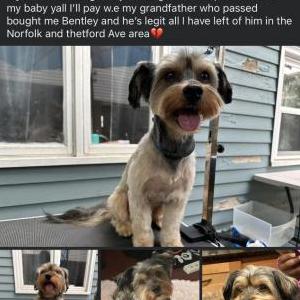 Image of Bentley, Lost Dog