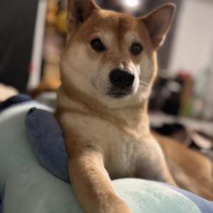 Lost Dog Katsu